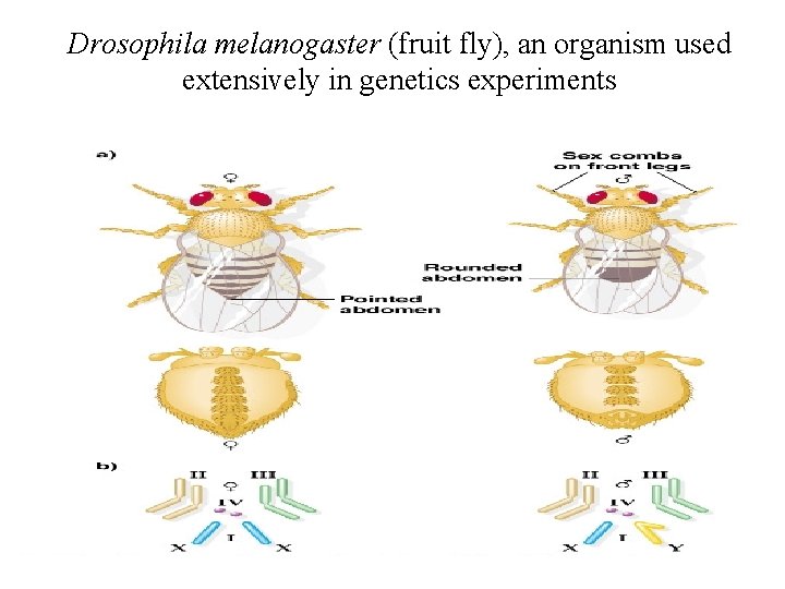 Drosophila melanogaster (fruit fly), an organism used extensively in genetics experiments 