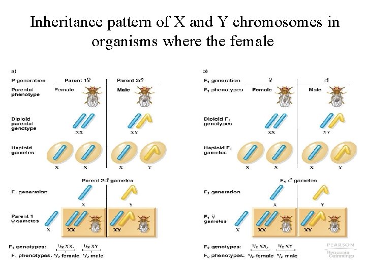 Inheritance pattern of X and Y chromosomes in organisms where the female is XX