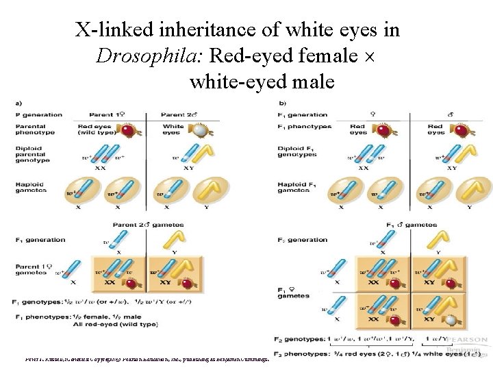 X-linked inheritance of white eyes in Drosophila: Red-eyed female white-eyed male Peter J. Russell,