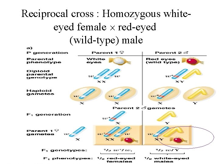 Reciprocal cross : Homozygous whiteeyed female red-eyed (wild-type) male 