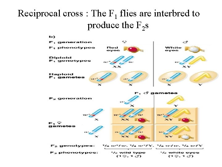 Reciprocal cross : The F 1 flies are interbred to produce the F 2