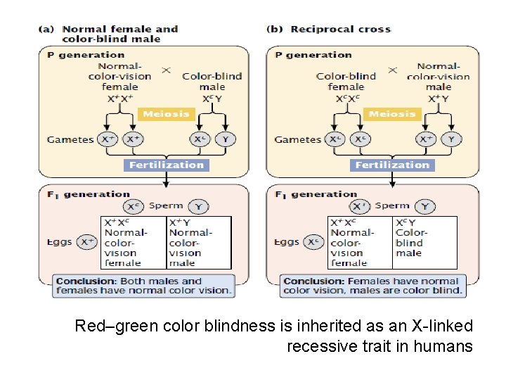 Red–green color blindness is inherited as an X-linked recessive trait in humans 