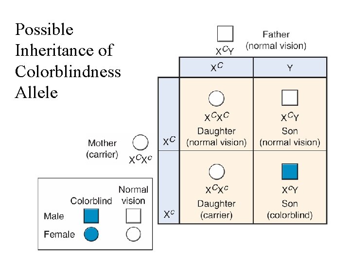 Possible Inheritance of Colorblindness Allele 