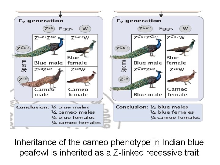 Inheritance of the cameo phenotype in Indian blue peafowl is inherited as a Z-linked