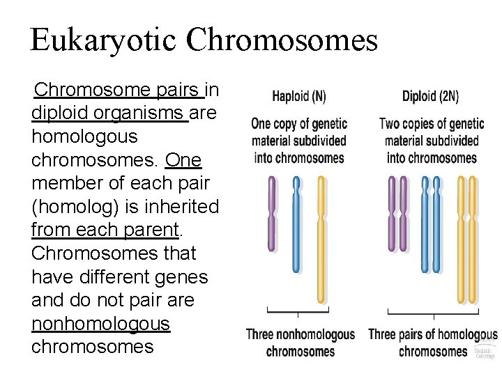 Eukaryotic Chromosomes Chromosome pairs in diploid organisms are homologous chromosomes. One member of each