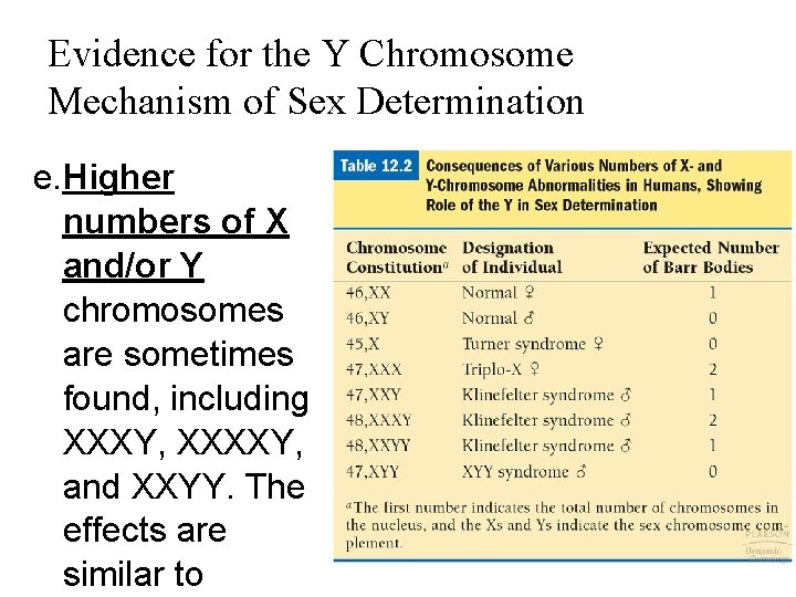 Evidence for the Y Chromosome Mechanism of Sex Determination e. Higher numbers of X