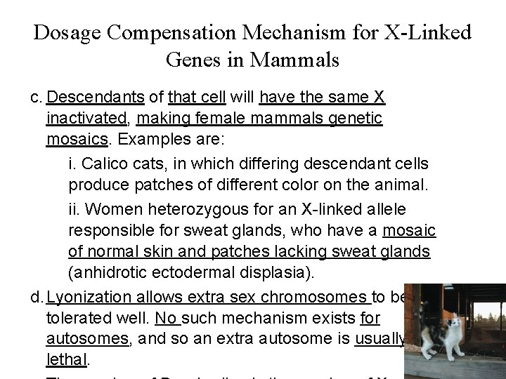Dosage Compensation Mechanism for X-Linked Genes in Mammals c. Descendants of that cell will