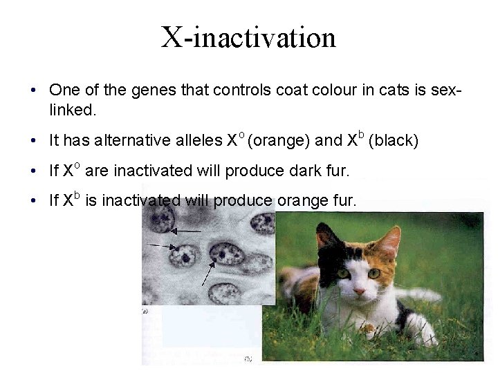 X-inactivation • One of the genes that controls coat colour in cats is sexlinked.