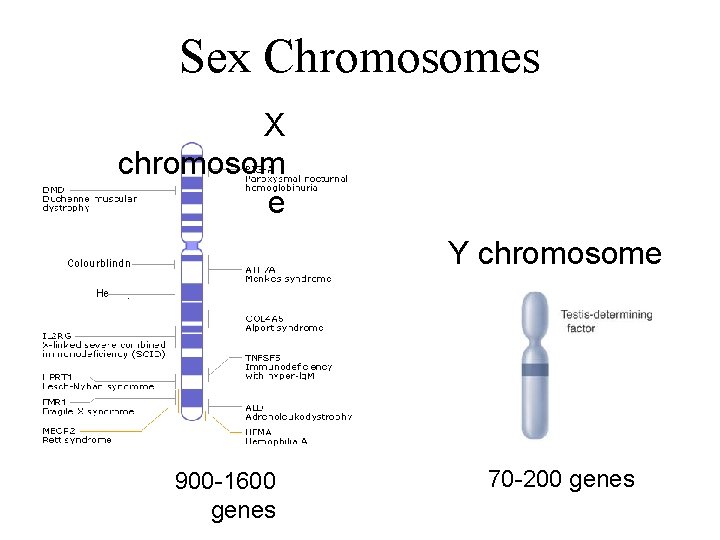 Sex Chromosomes X chromosom e Y chromosome Colourblindness Hemophilia 900 -1600 genes 70 -200