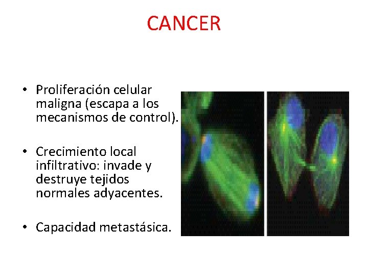 CANCER • Proliferación celular maligna (escapa a los mecanismos de control). • Crecimiento local CANCER • Proliferación celular maligna (escapa a los mecanismos de control). • Crecimiento local
