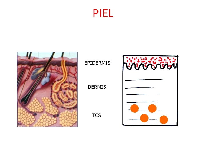 PIEL EPIDERMIS TCS PIEL EPIDERMIS TCS