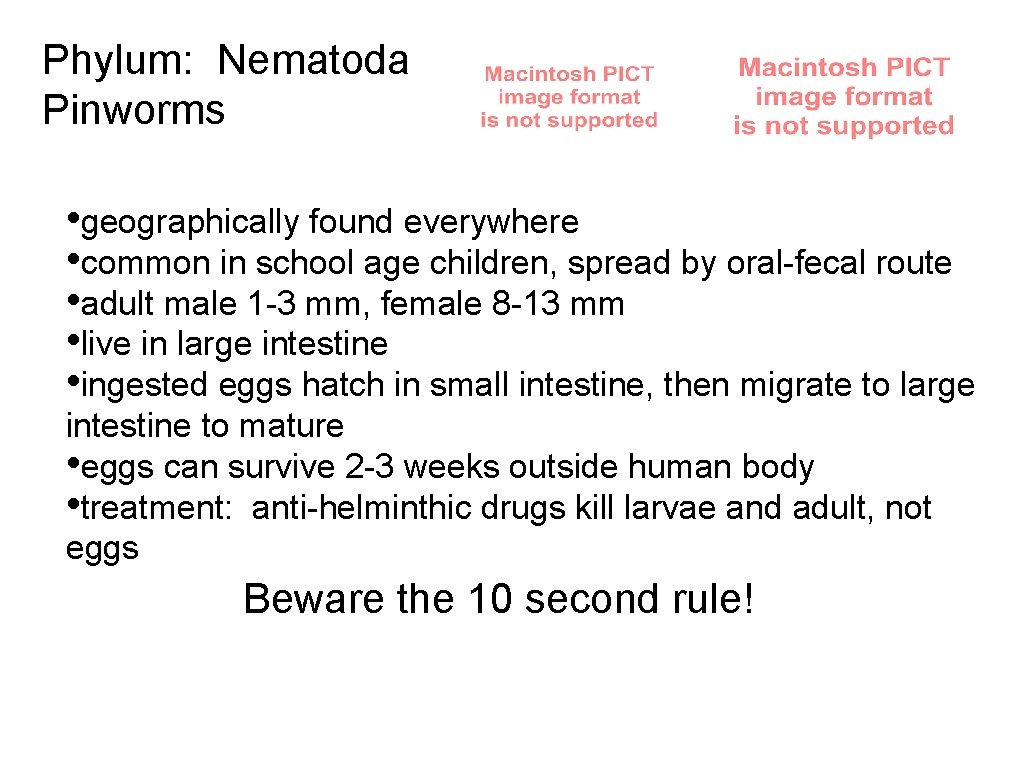 Phylum: Nematoda Pinworms • geographically found everywhere • common in school age children, spread