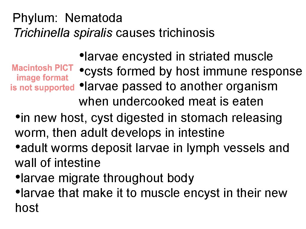 Phylum: Nematoda Trichinella spiralis causes trichinosis • larvae encysted in striated muscle • cysts