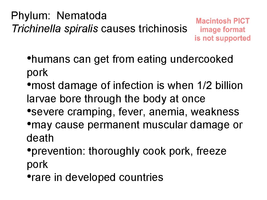 Phylum: Nematoda Trichinella spiralis causes trichinosis • humans can get from eating undercooked pork