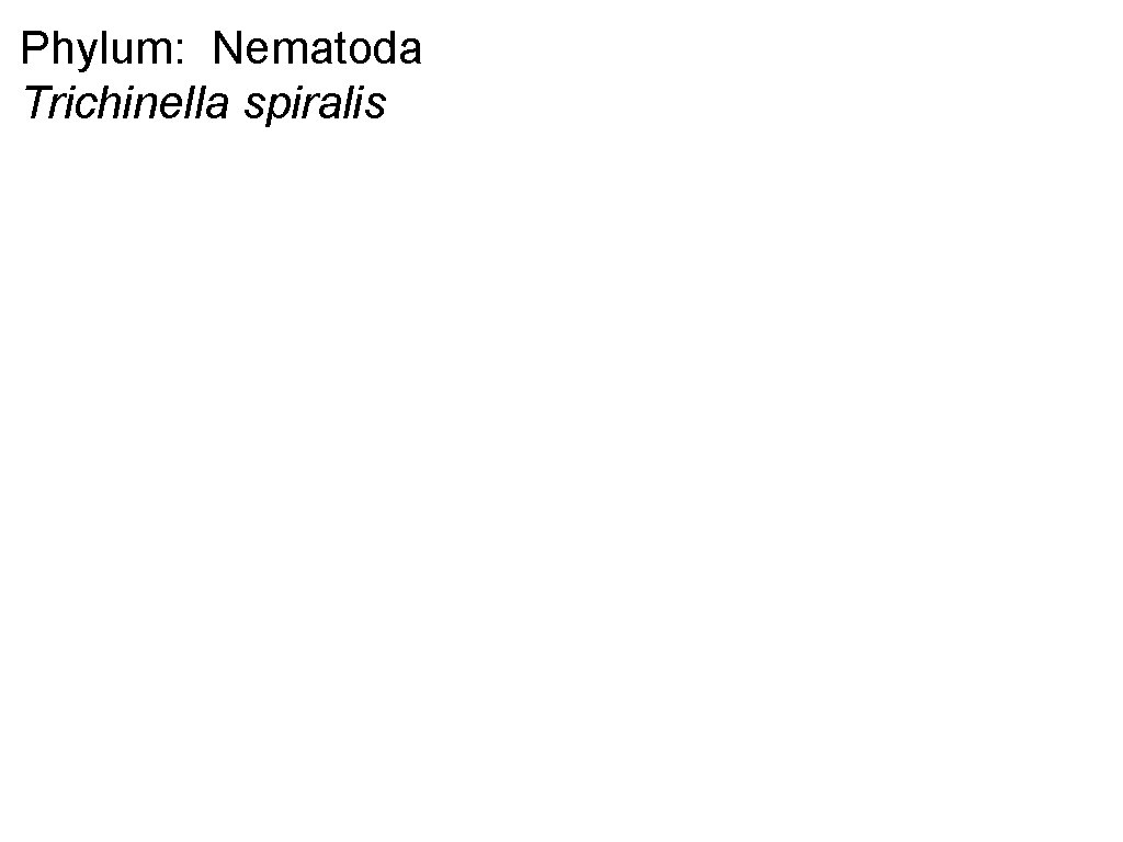 Phylum: Nematoda Trichinella spiralis 