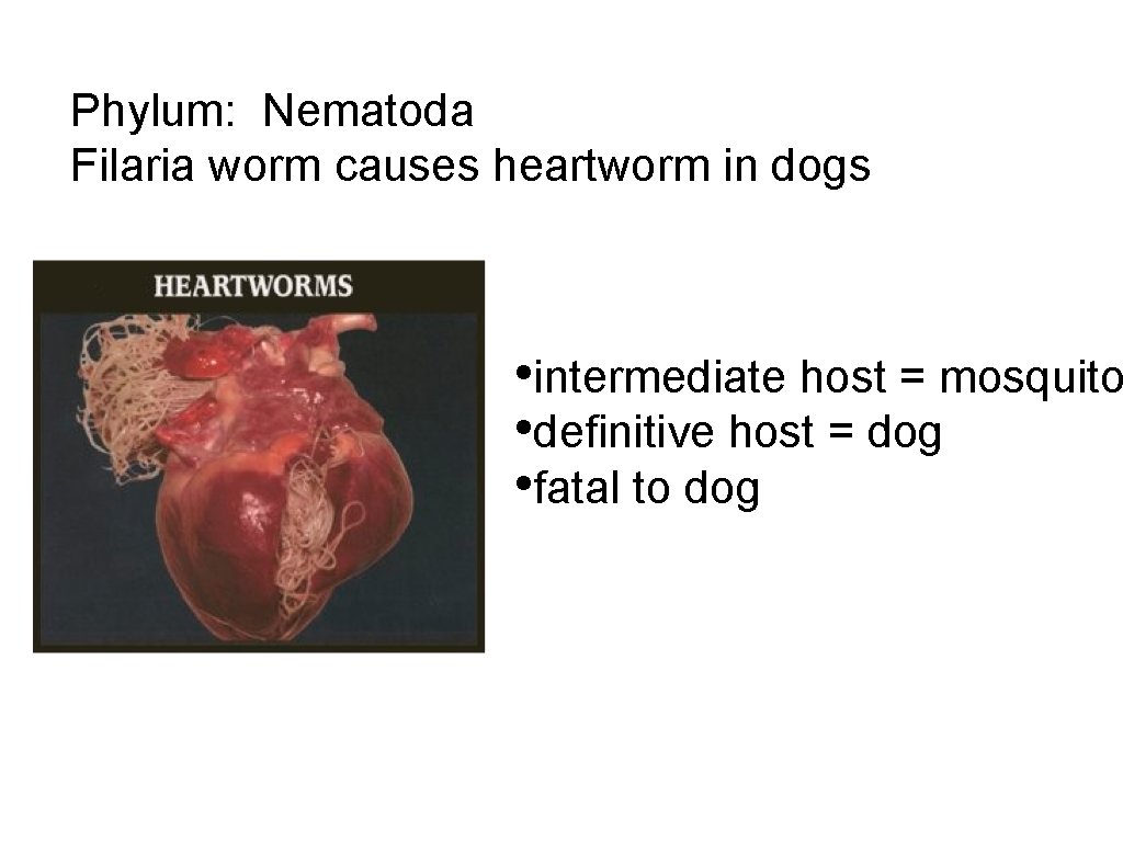 Phylum: Nematoda Filaria worm causes heartworm in dogs • intermediate host = mosquito •