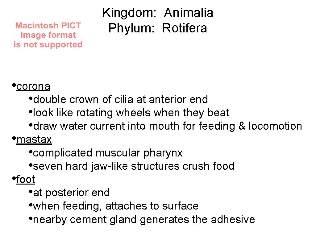 Kingdom: Animalia Phylum: Rotifera • corona • double crown of cilia at anterior end