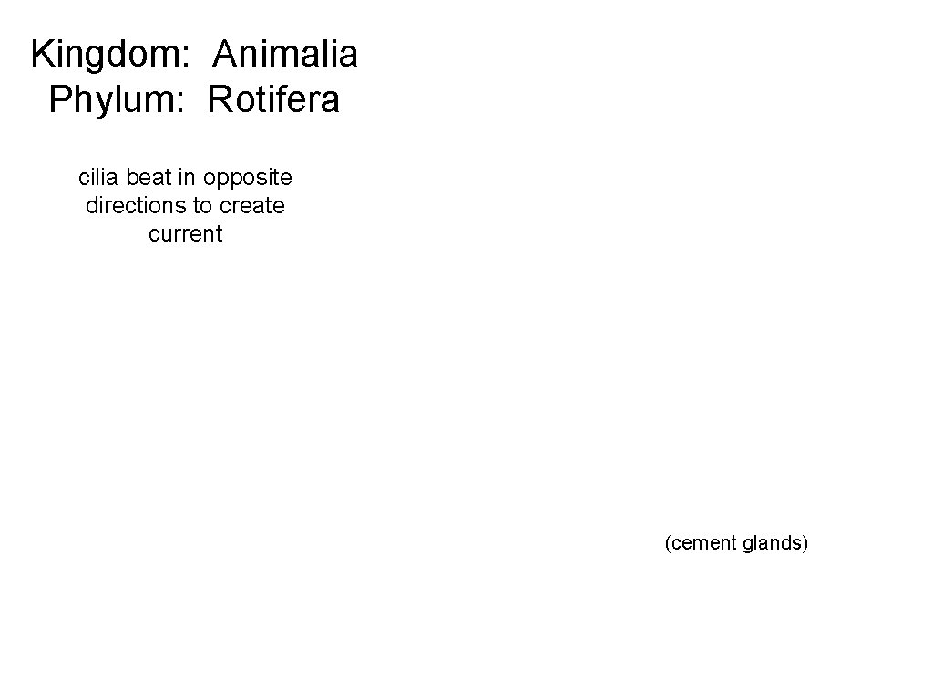 Kingdom: Animalia Phylum: Rotifera cilia beat in opposite directions to create current (cement glands)