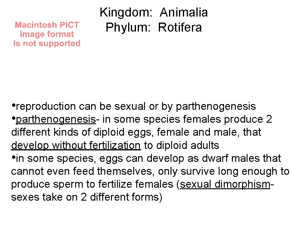 Kingdom: Animalia Phylum: Rotifera • reproduction can be sexual or by parthenogenesis • parthenogenesis-