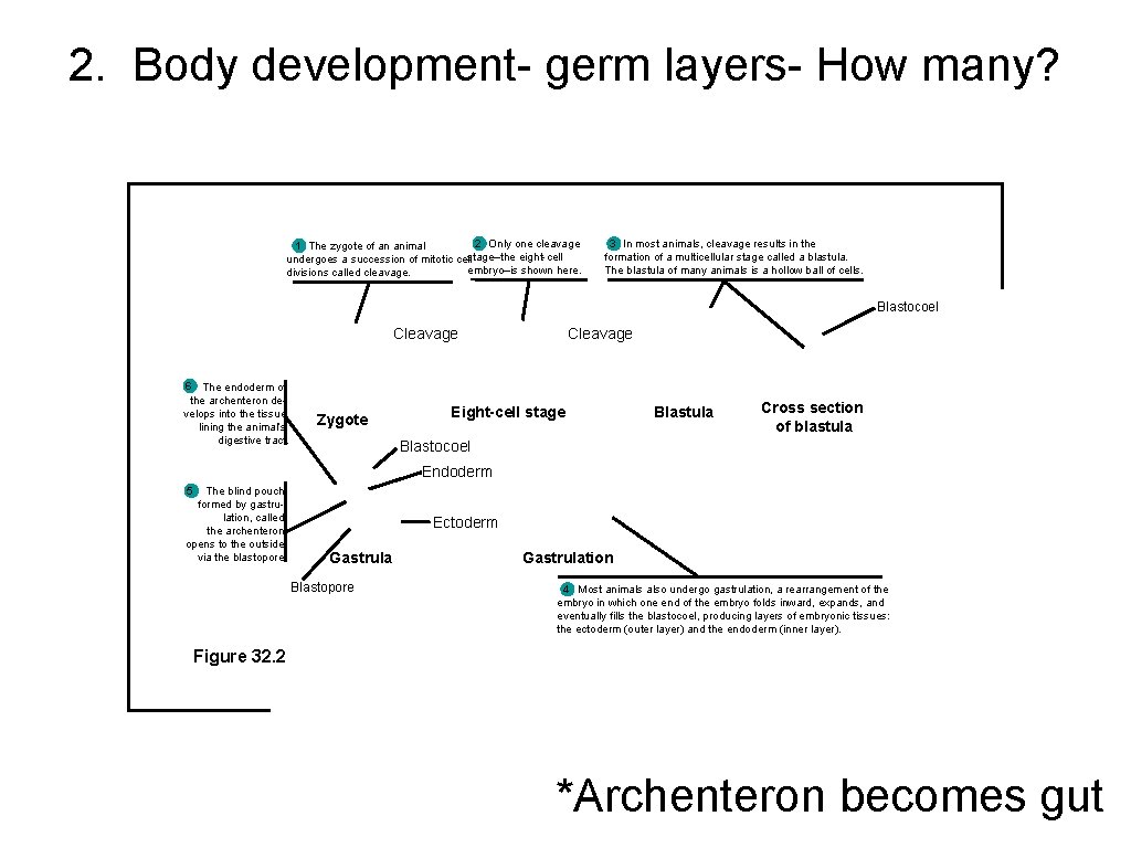 2. Body development- germ layers- How many? 2 Only one cleavage 1 The zygote