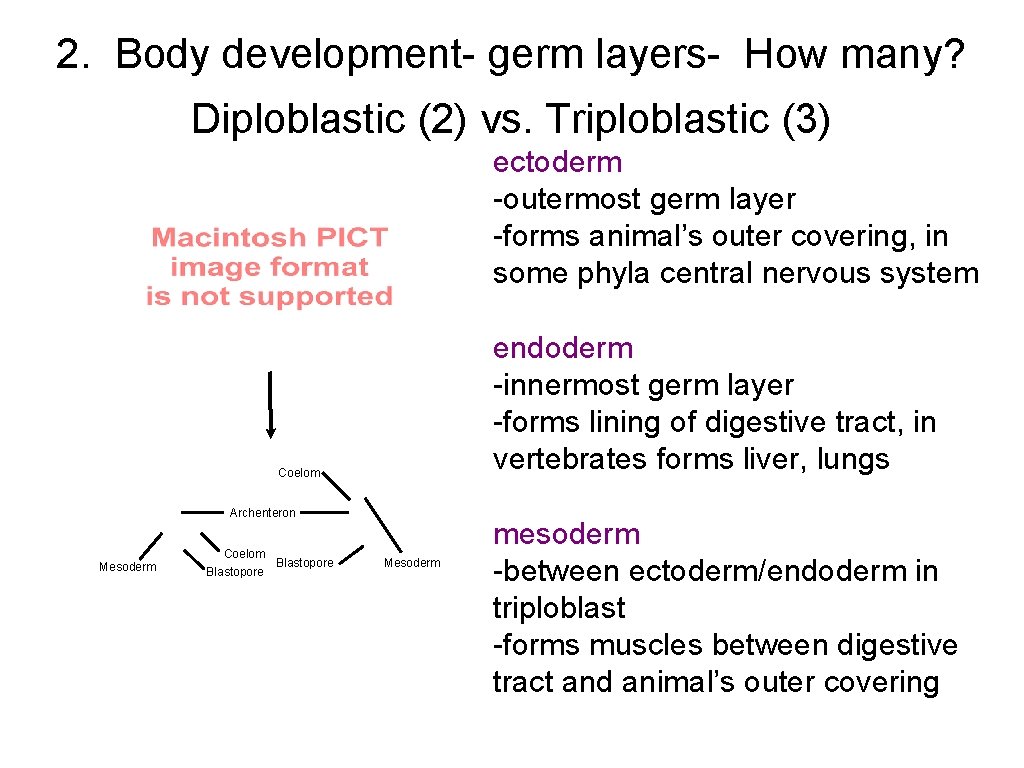 2. Body development- germ layers- How many? Diploblastic (2) vs. Triploblastic (3) ectoderm -outermost