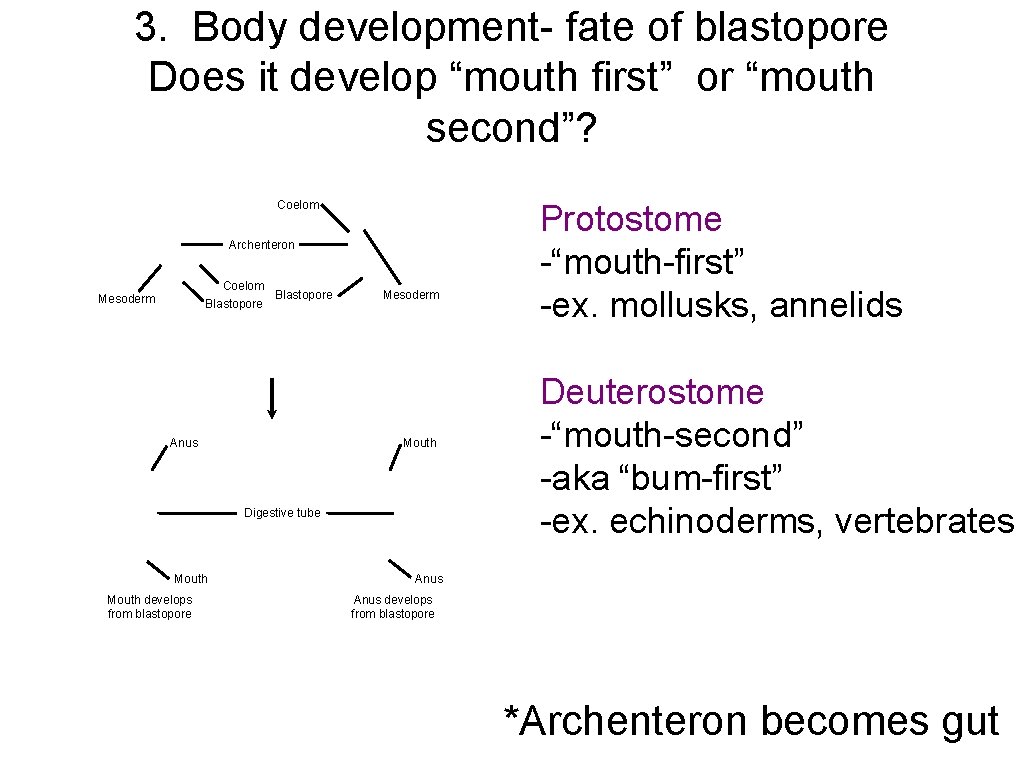 3. Body development- fate of blastopore Does it develop “mouth first” or “mouth second”?