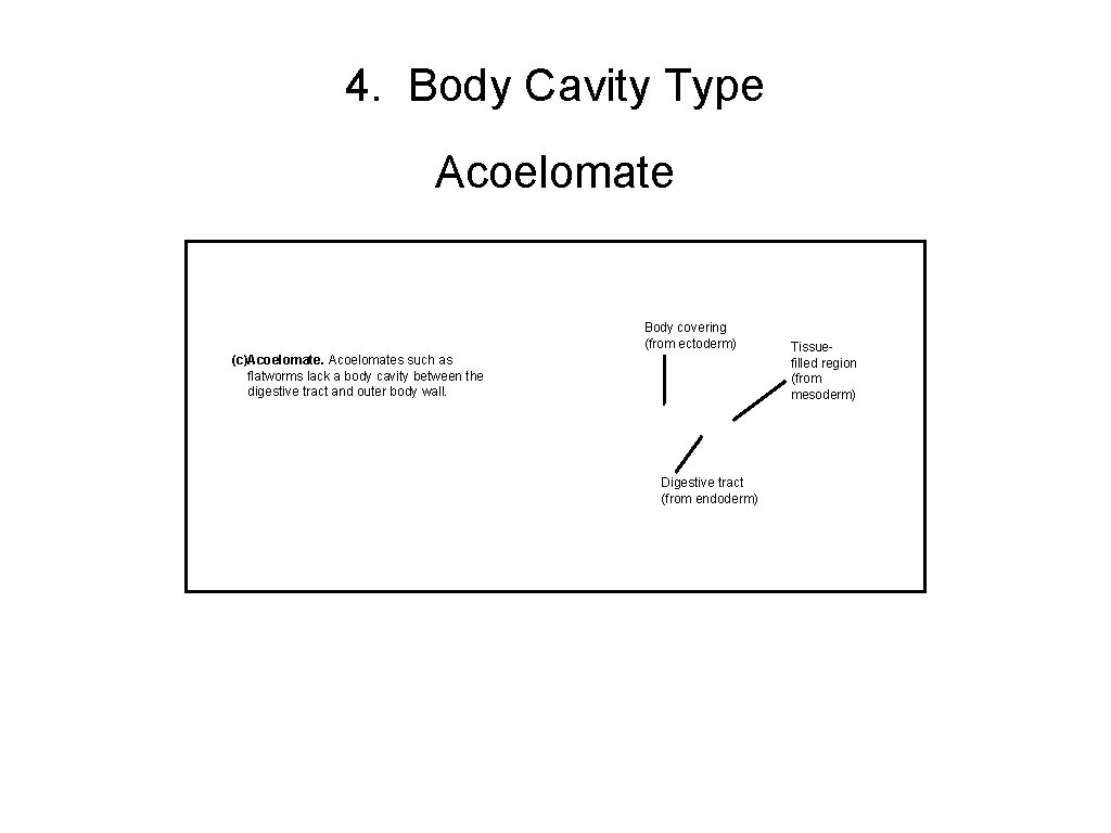 4. Body Cavity Type Acoelomate Body covering (from ectoderm) (c)Acoelomates such as flatworms lack