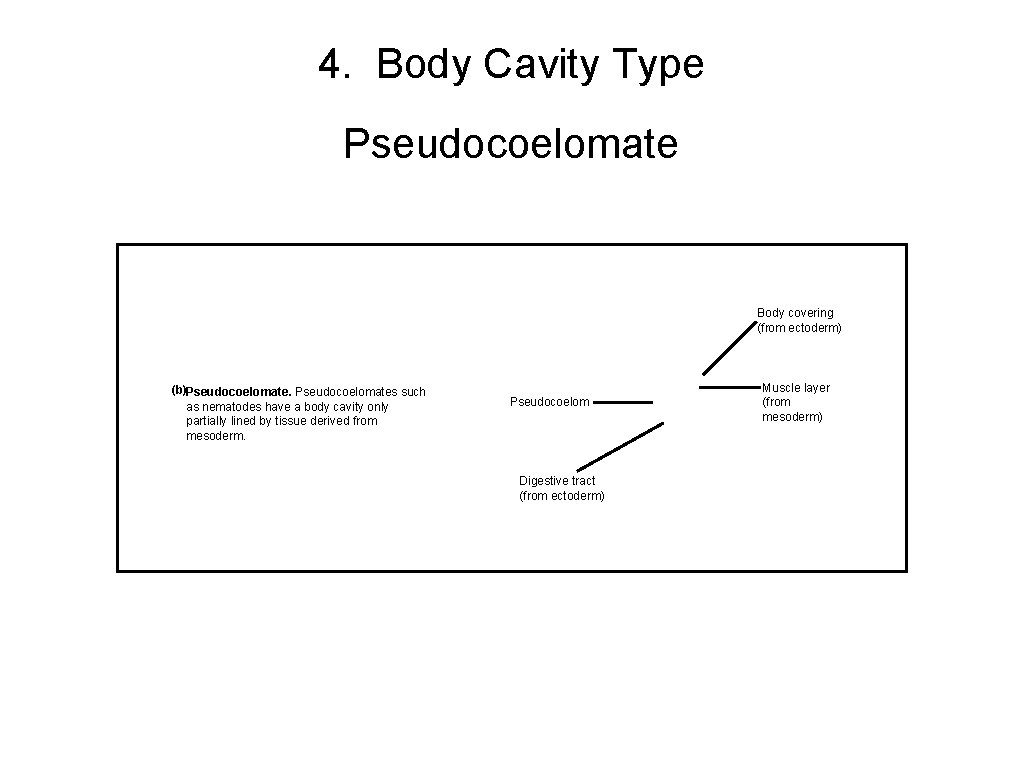 4. Body Cavity Type Pseudocoelomate Body covering (from ectoderm) (b)Pseudocoelomates such as nematodes have