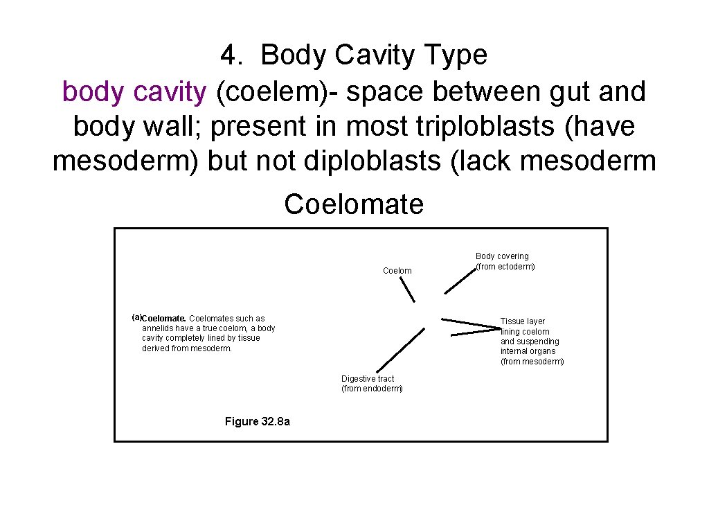 4. Body Cavity Type body cavity (coelem)- space between gut and body wall; present