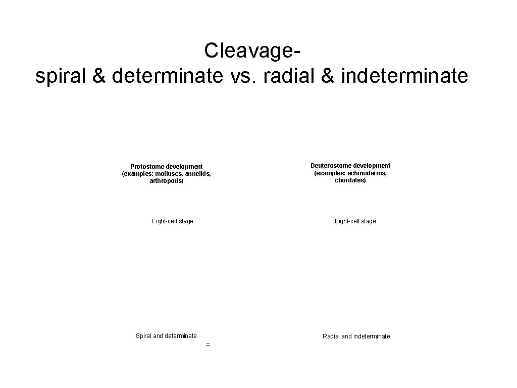 Cleavagespiral & determinate vs. radial & indeterminate Protostome development (examples: molluscs, annelids, arthropods) Eight-cell