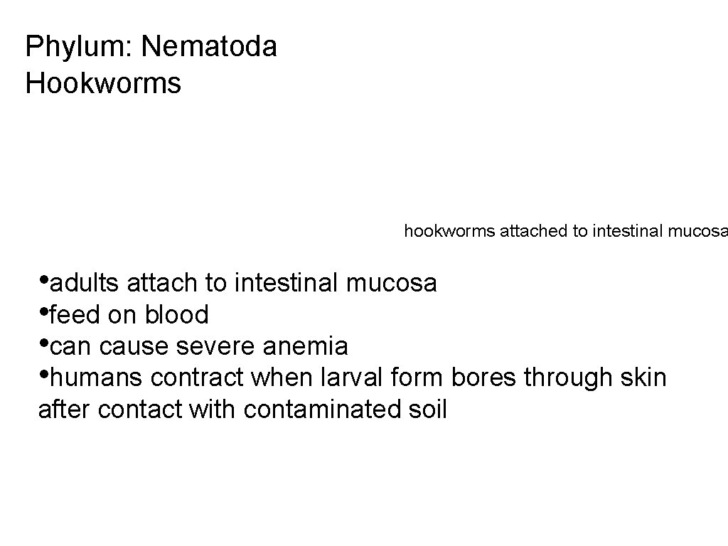 Phylum: Nematoda Hookworms hookworms attached to intestinal mucosa • adults attach to intestinal mucosa