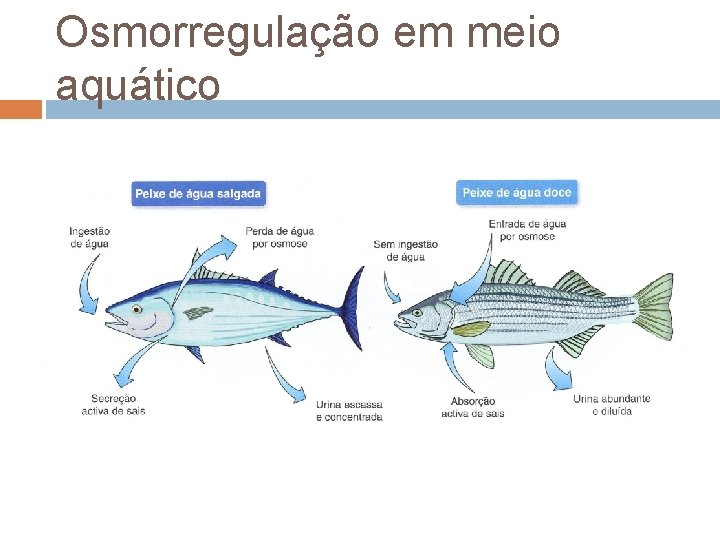 Osmorregulação em meio aquático 