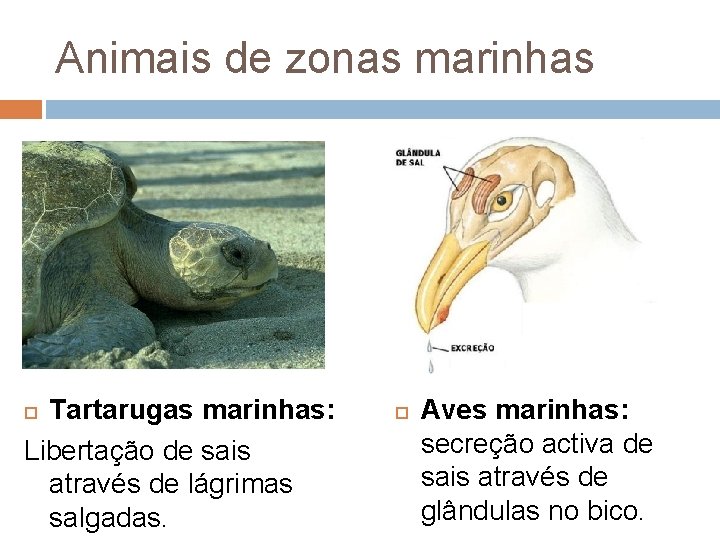 Animais de zonas marinhas Tartarugas marinhas: Libertação de sais através de lágrimas salgadas. Aves