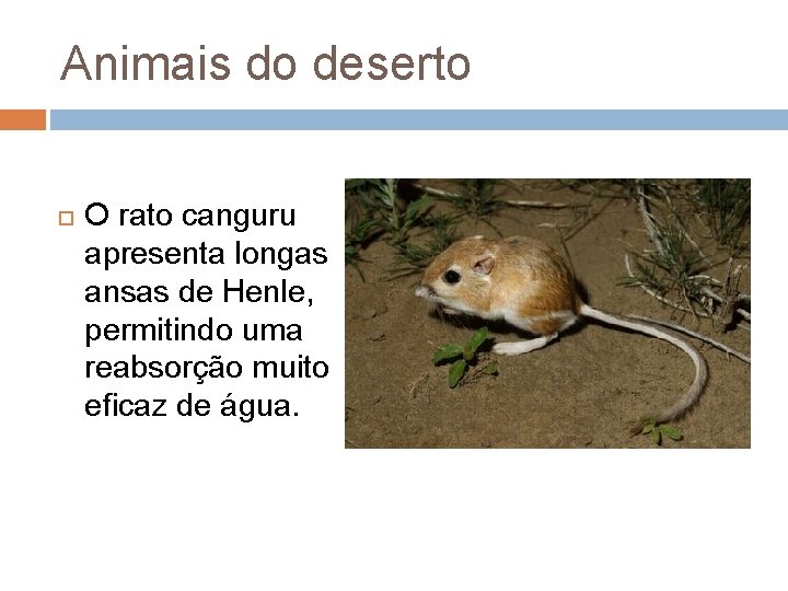 Animais do deserto O rato canguru apresenta longas ansas de Henle, permitindo uma reabsorção