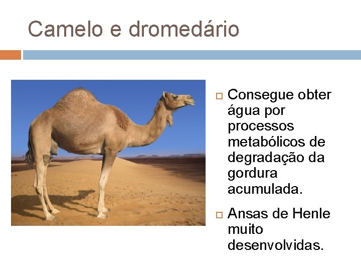 Camelo e dromedário Consegue obter água por processos metabólicos de degradação da gordura acumulada.
