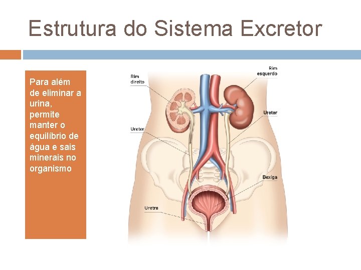 Estrutura do Sistema Excretor Para além de eliminar a urina, permite manter o equilíbrio