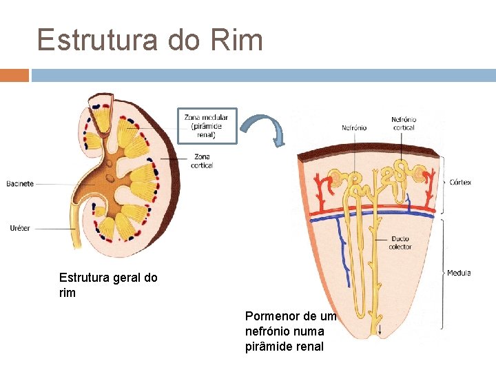 Estrutura do Rim Estrutura geral do rim Pormenor de um nefrónio numa pirâmide renal