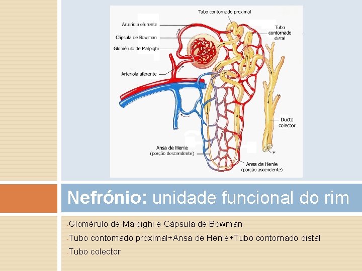 Nefrónio: unidade funcional do rim -Glomérulo de Malpighi e Cápsula de Bowman -Tubo contornado