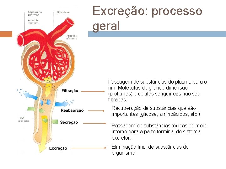 Excreção: processo geral Passagem de substâncias do plasma para o rim. Moléculas de grande