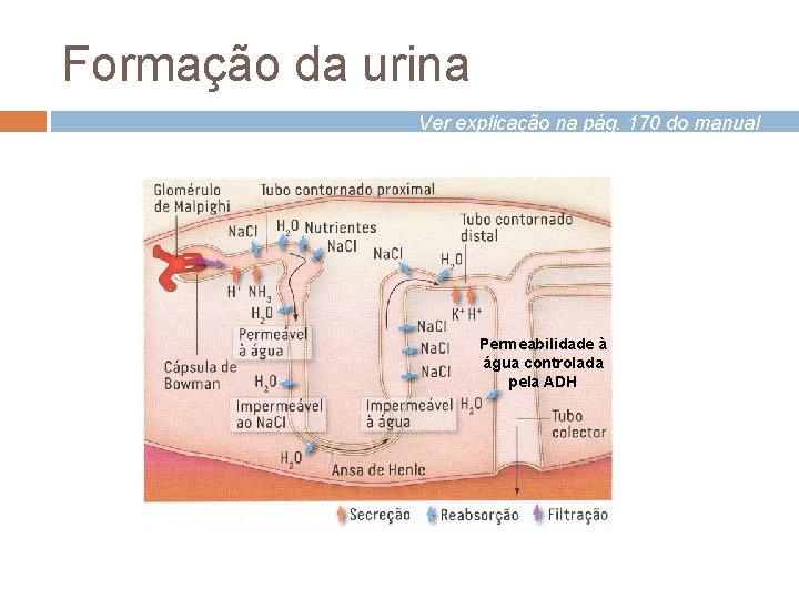 Formação da urina Ver explicação na pág. 170 do manual Permeabilidade à água controlada