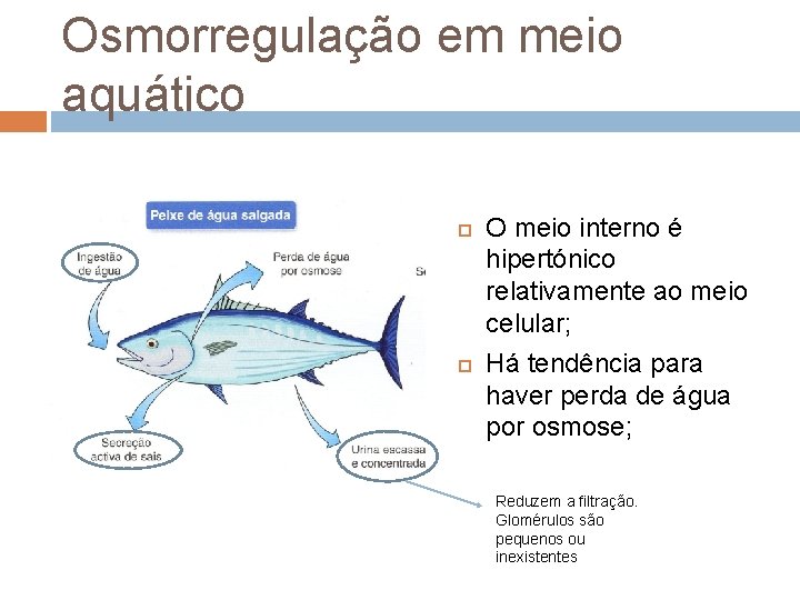 Osmorregulação em meio aquático O meio interno é hipertónico relativamente ao meio celular; Há