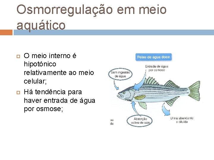 Osmorregulação em meio aquático O meio interno é hipotónico relativamente ao meio celular; Há