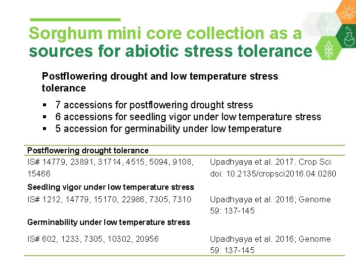 Sorghum mini core collection as a sources for abiotic stress tolerance Postflowering drought and