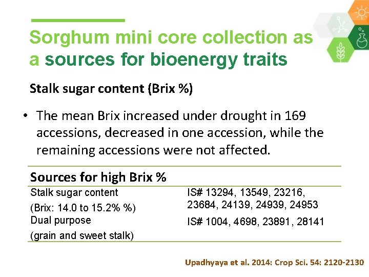 Sorghum mini core collection as a sources for bioenergy traits Stalk sugar content (Brix