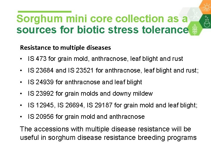 Sorghum mini core collection as a sources for biotic stress tolerance Resistance to multiple