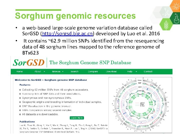Sorghum genomic resources • a web-based large-scale genome variation database called Sor. GSD (http: