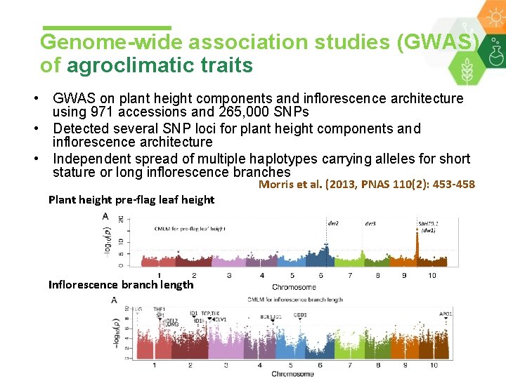 Genome-wide association studies (GWAS) of agroclimatic traits • GWAS on plant height components and