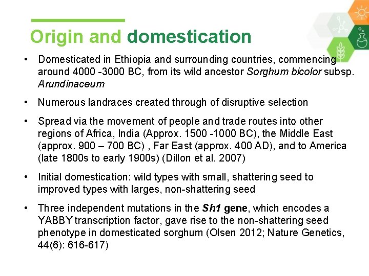 Origin and domestication • Domesticated in Ethiopia and surrounding countries, commencing around 4000 -3000