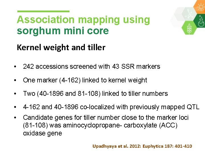 Association mapping using sorghum mini core Kernel weight and tiller • 242 accessions screened