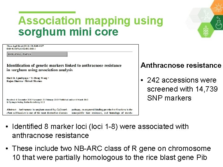 Association mapping using sorghum mini core Anthracnose resistance • 242 accessions were screened with